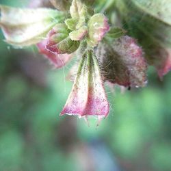 Close-up of pink flower