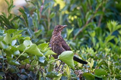 Bird perching on a plant. young blackbird