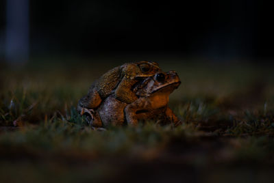 Close-up of frog on land