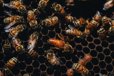 Close-up of bees