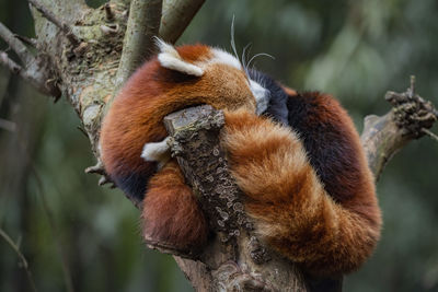 Close-up view of a red panda curled up and asleep the crook of a tree