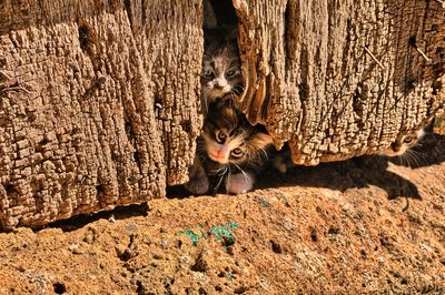 Cat sitting on rock