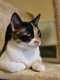 Close-up portrait of a cat