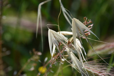 Close-up of fresh green plant