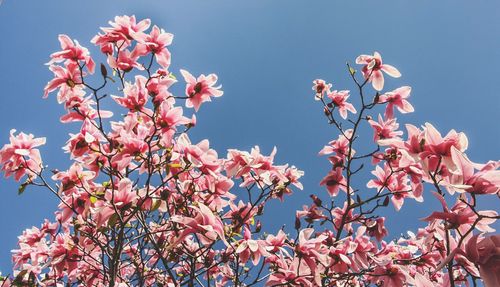 Low angle view of flowers on tree