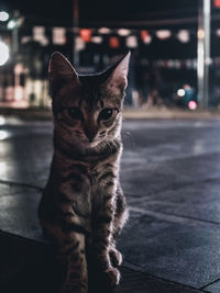 Portrait of cat sitting on street in city