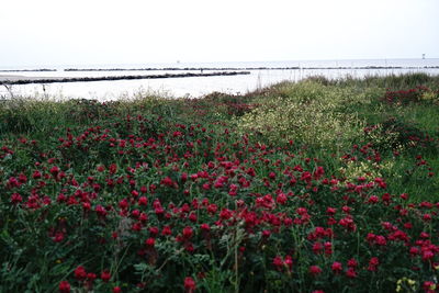 Flowering plants by sea against clear sky