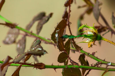 Close-up of insect on plant