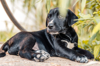 Portrait of black dog sitting outdoors