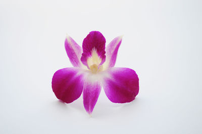 Close-up of pink flower