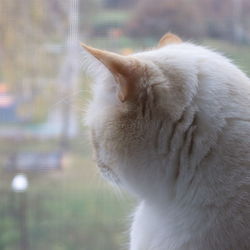 Close-up of cat looking away