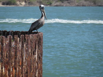 Side view of brown pelican perching on rusty metal against sea