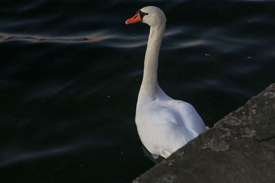 High angle view of swan swimming in lake