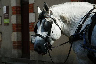 Side view of horse against wall