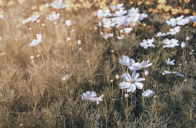 High angle view of white flowering plants on field