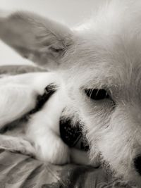 Close-up of dog lying down