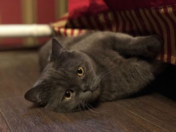 Close-up portrait of a cat lying on floor