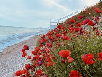 Poppies kissing the sea