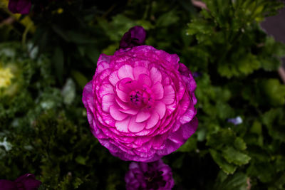 Close-up of pink flowers