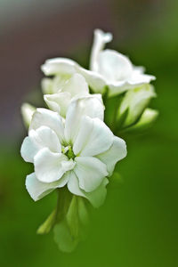 Close-up of white flowering plant