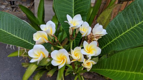 High angle view of flowering plant