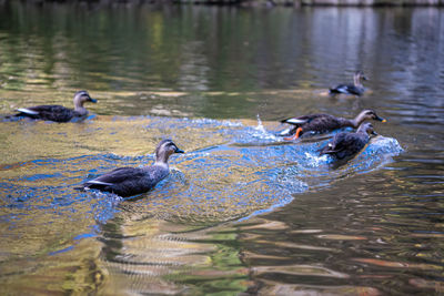 Ducks swimming in lake