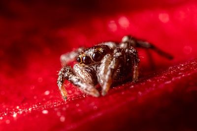 Extreme close-up of spider