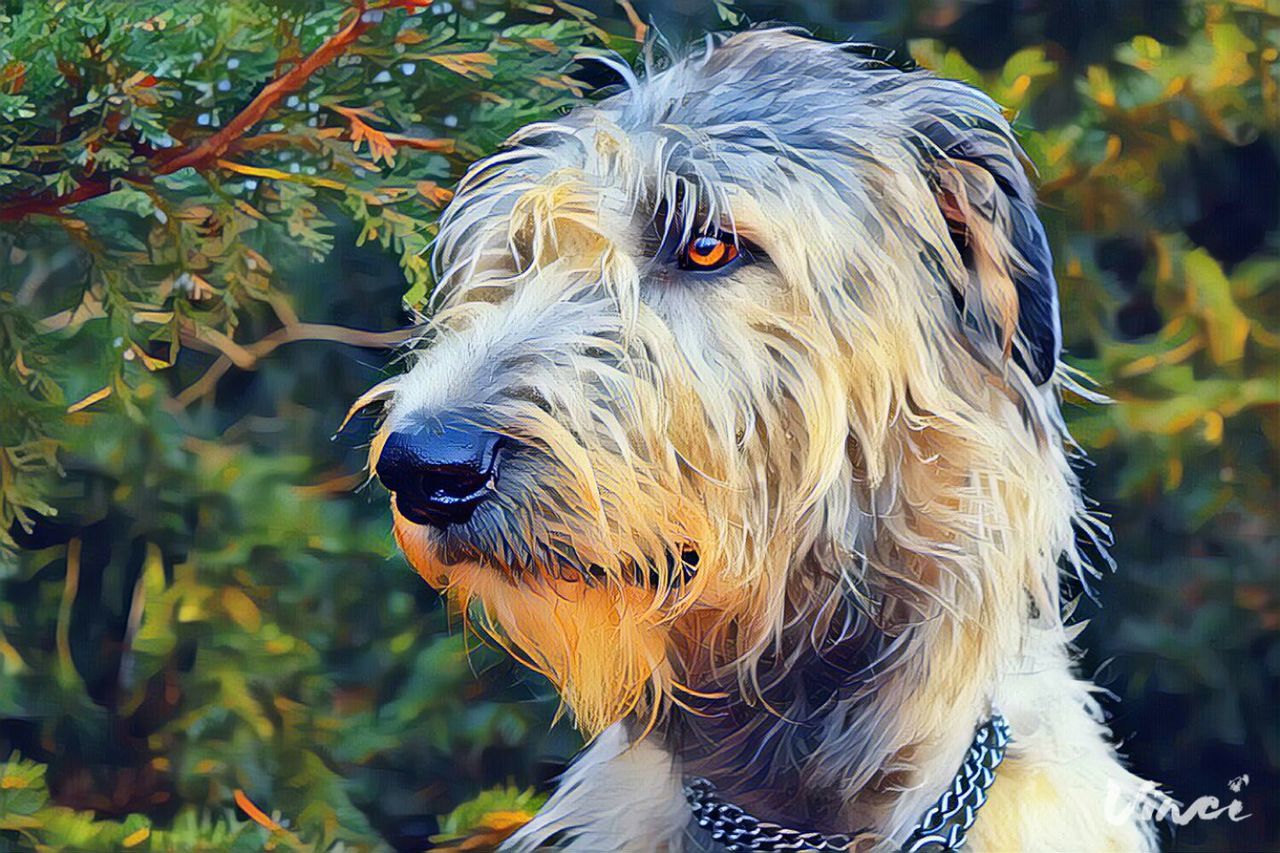 CLOSE-UP OF DOG WITH MOUTH OPEN