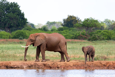 Side view of elephant with animal against plants