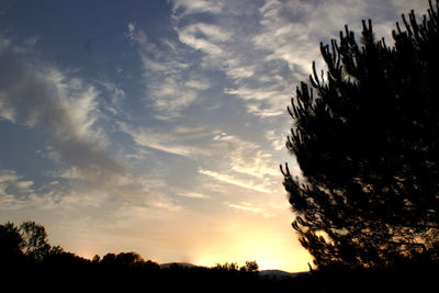 Silhouette of trees at sunset