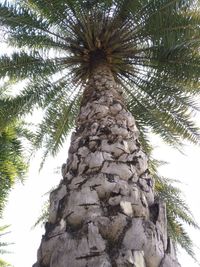 Low angle view of palm tree against sky