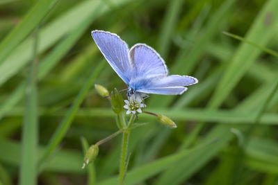 Close-up of insect on purple flower