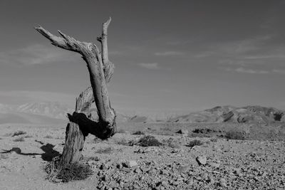 Dead tree on field against sky during sunny day