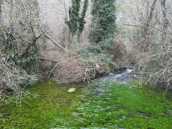 Scenic view of forest