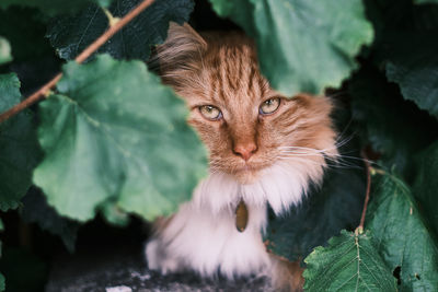 Close-up portrait of a cat