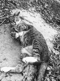 High angle view of cat resting on field