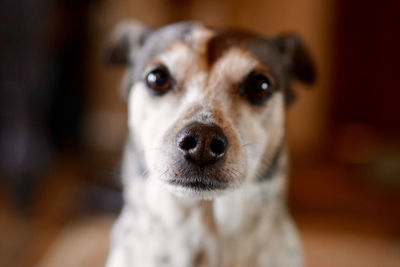 Close-up portrait of dog