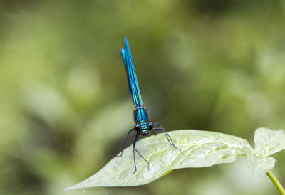 Close-up of damselfly on leaf