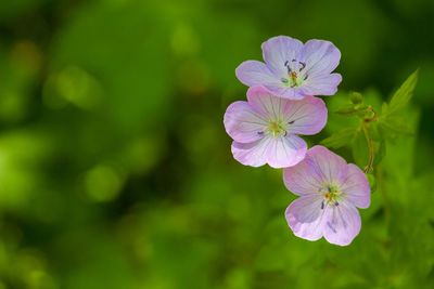 Close-up of purple flowers blooming outdoors