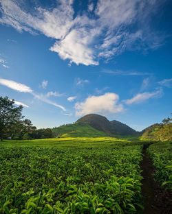 Scenic view of agricultural field against sky