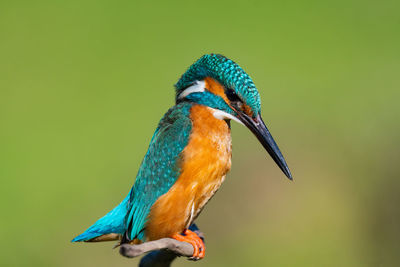 Close-up of a bird