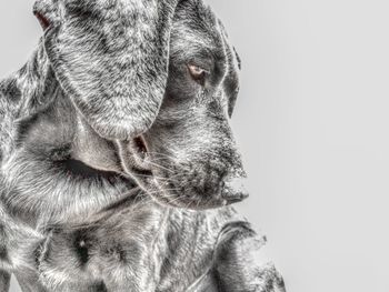 Close-up of a dog