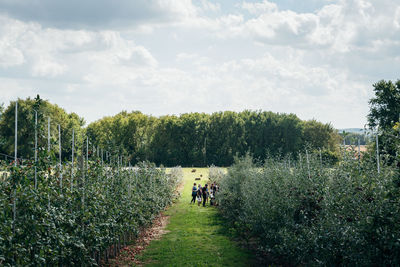 Rear view of people walking on road amidst trees against sky