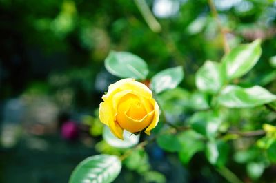 Close-up of yellow flower blooming outdoors