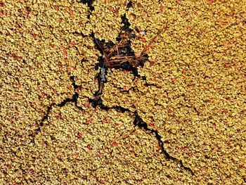 Full frame shot of lizard