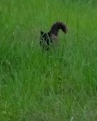 Animal grazing on grassy field