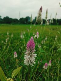 Close-up of flowering plant on field