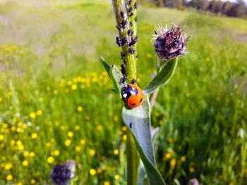 Close-up of ladybug on purple flower