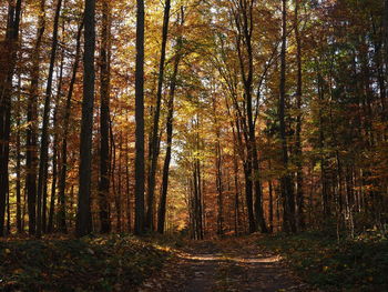 Trees in forest