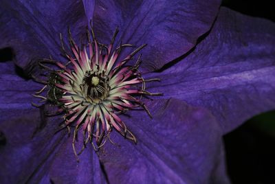Close-up of purple flower head